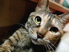 ¤Í¤¨¤Í¡¢¤¤ç¤¦¤Ï¤Ê¤ó¤ÎÆü¤Ë¤ã¡©