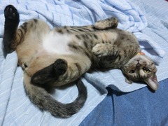 お腹出してラウラ