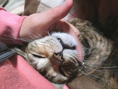 ¥´¥í¥´¥í¥é¥¦¥é