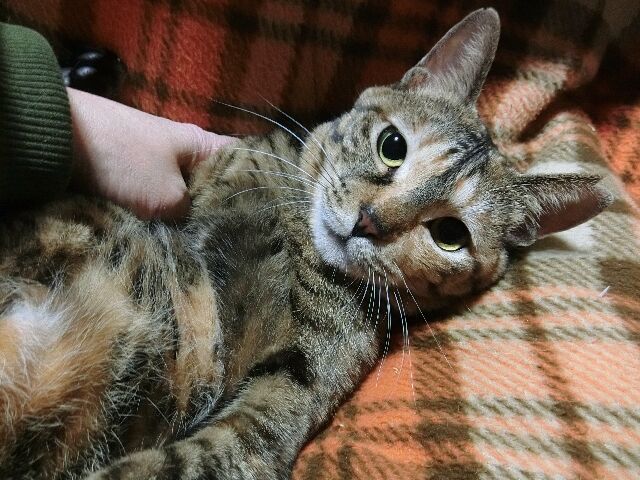 極楽ねこカレンダー 応募しました 馴れていない成猫の幸せへの道 極楽ねこカレンダー 応募しました 馴れていない成猫の幸せへの道