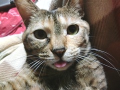 ¥é¥¦¥é¤¢¤Ã¤«¤ó¤Ù