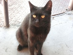 地域猫エドガー