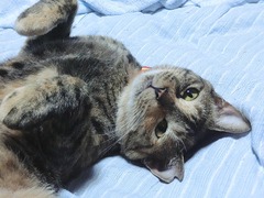 甘えちゃえばいいのににゃ。