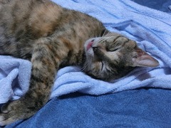 出てるってばラウラ!