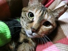 ³ê¤ê»ß¤áµ¤»ý¤Á¤¤¤¤¤Ë¤ã