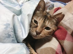 ¥é¥¦¥é¿²¤Æ¤Þ¤¹¡¦2