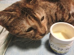 バニラヨーグルト2