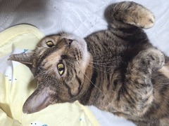�����ĤˤʤäƤ�İ����饦��