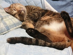 ǤˤâʿϤÊÀ¤¤ÎÃæ¤Ë