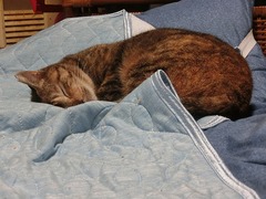 ラウラも地域猫だったニャ