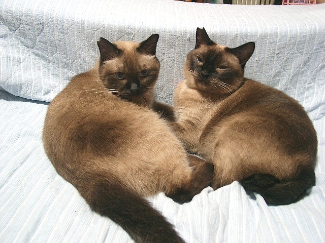 世界で一番美しい猫 イザウラを偲んで 馴れていない成猫の幸せへの道 世界で一番美しい猫 イザウラを偲んで 馴れていない成猫の幸せへの道