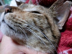 ¤Ë¤ã¤Ç¤Æ¡¢¤Ë¤ã¤Ç¤Æ