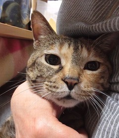 ¥é¥¦¥é¤É¤³¤Ë¤â¹Ô¤«¤Ê¤¤¤Ç