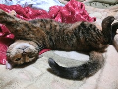 ラウラ、いいシッポ