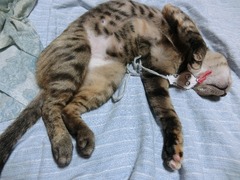 ひも遊びラウラ