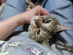 Êú¤Ã¤³¤Î¥é¥¦¥é