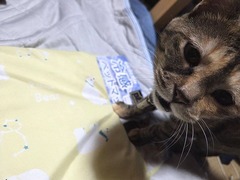 �䴶�������㤤�ޤ���