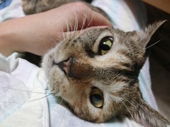 甘えたい?ラウラ