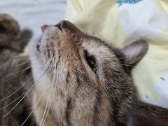 ����ˤ�ڤ���