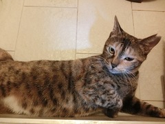 おバカさんにゃ?