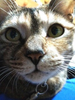 ¥é¥¦¥éɨ¤Î¾å