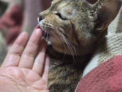 �ڤ����饦�飳