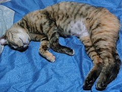 ラウラお布団で