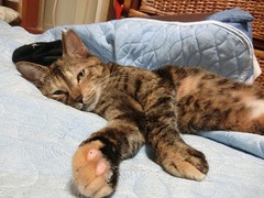 Á᤯¤ªÉÛÃĤˤª¤¤¤Ç¤Ë¤ã¡©