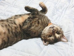 もっとラウラを