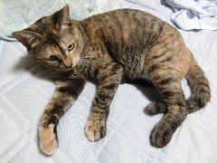 ねえね、もらってばっかりにゃあ