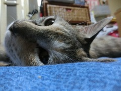 梅雨入り猫眠い