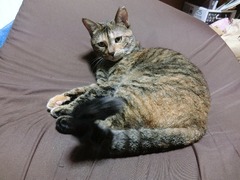 ¤Í¤¨¤Í¡¢¥ï¥¯¥Á¥óÂǤ俤ˤ㡩