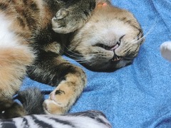 ベロ出しラウラ