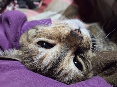 �饦���Ʒ�Τ褦��