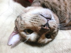 ラウラ、ちょっとベロ出てるよ