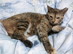 ラウラねむたい