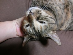 ¤Í¤¨¤Í¤è¤¯¤¬¤ó¤Ð¤Ã¤¿¤Ë¤ã¡£