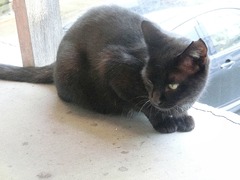 美猫クロちゃん