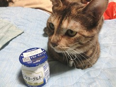 バニラヨーグルト1