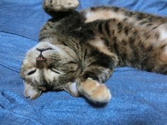 ¿²´é¤¬²Ä°¦¤¤¥é¥¦¥é