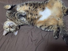 �饦����󤳤���