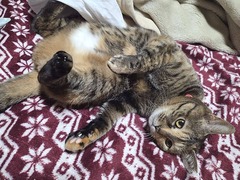 �䤷���ä��ˤ�