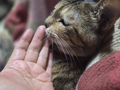 �ڤ����饦�飱