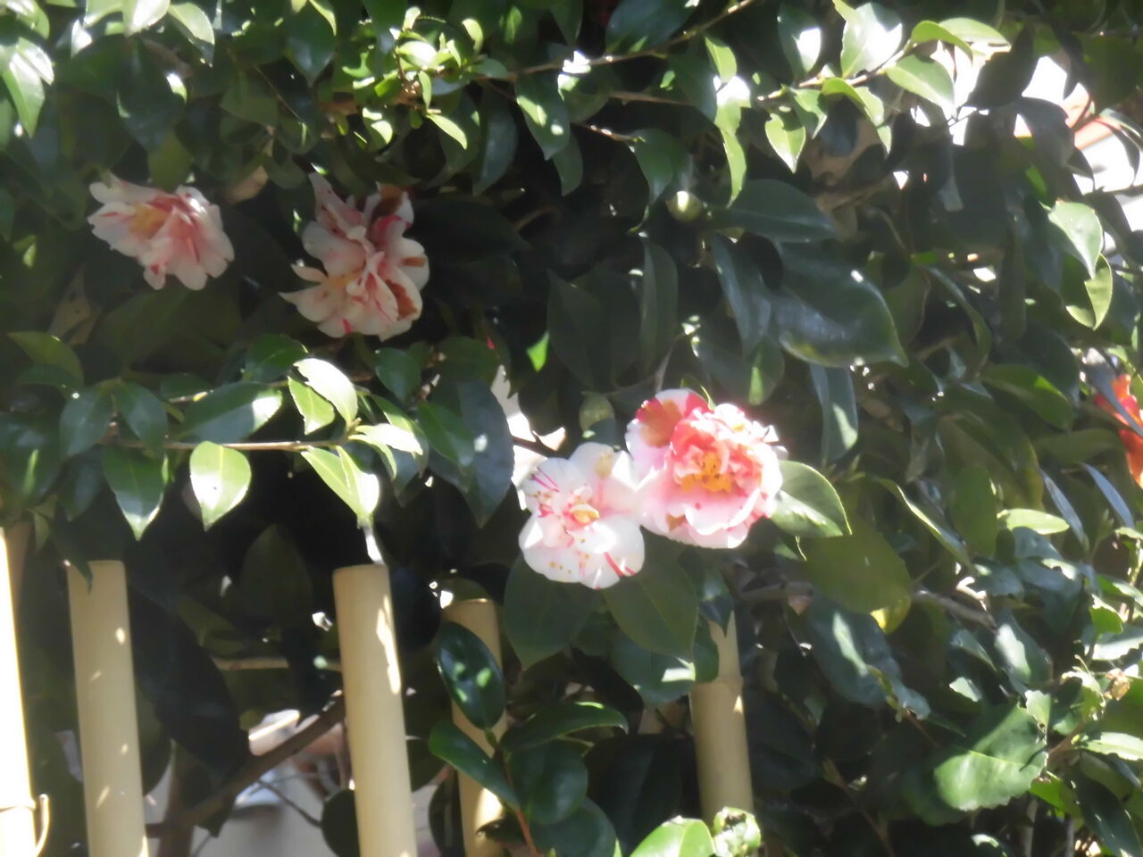 早口言葉は しんしゅんしゃんそんしょ 新春シャンソンショー 剛柔流空手道 天真会