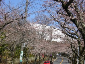 6分咲の桜の花と大室山の雪景色-s