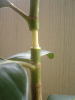 取り木の過程 しっぽちゃん日記