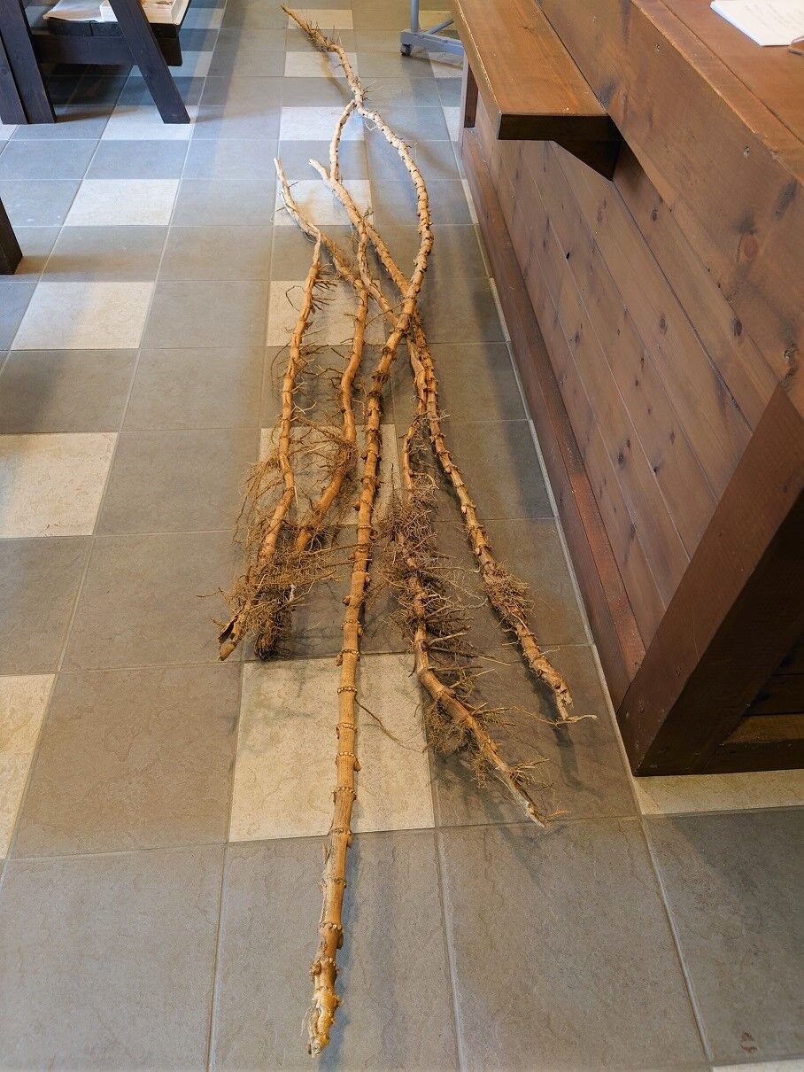 竹被害４ 八木澤竹芸ブログ バンブーログ