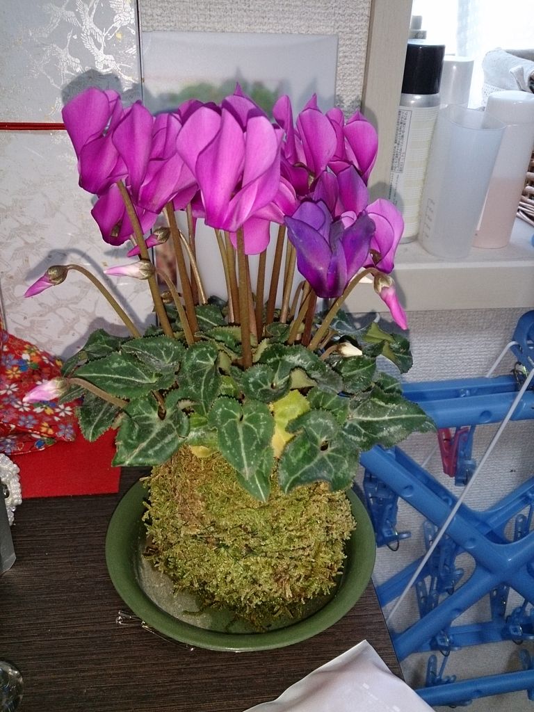 花を見て思う事 花の名前と形が一致しない男が花ブログを始める