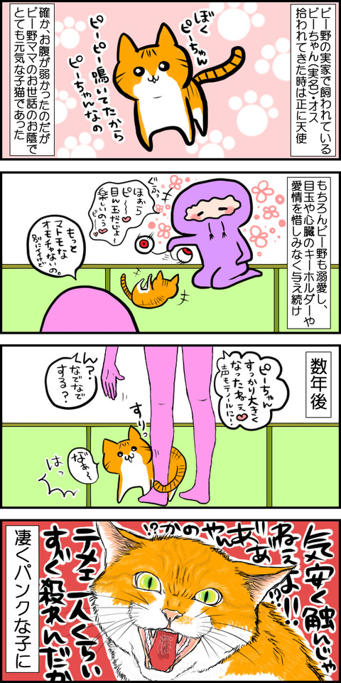 猫