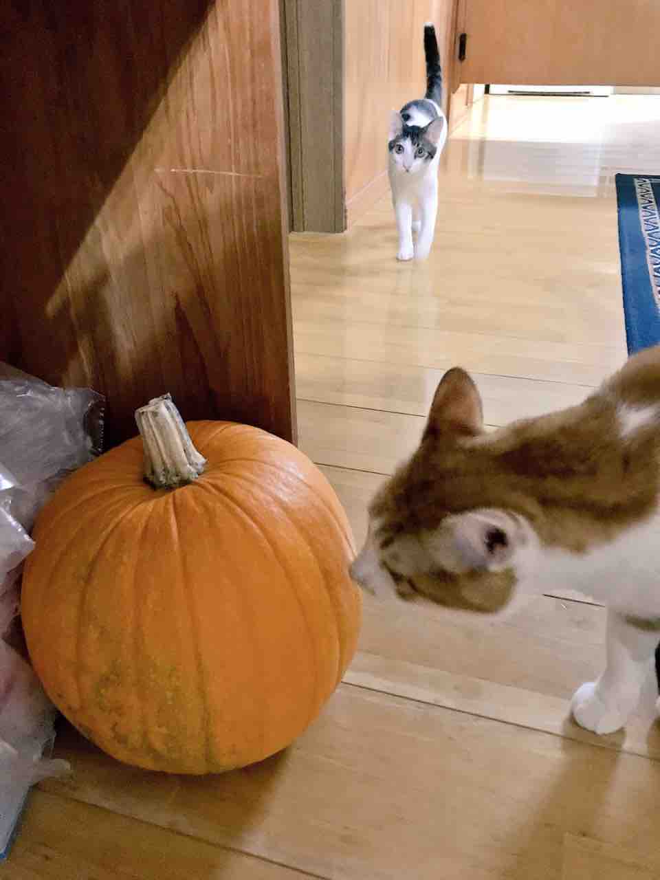 意外と簡単 本格派ハロウィン用オバケかぼちゃの作り方 デブでオタクで独身だけど猫がいる Powered By ライブドアブログ